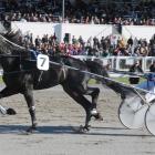 I Can Doosit, who is capable of a bold showing in the Interdominion Trotters' heat tonight. Photo...