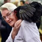 Poultry judge Alf Woods  gets up close and personal with this year’s best bird in show, a black...