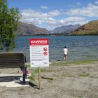 Signs at Lake Hayes in February warning of cyanobacteria. Photo: Tracey Roxburgh