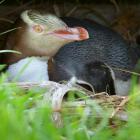 About 250 breeding pairs of yellow-eyed penguins exist on the New Zealand mainland. Photo: ODT...
