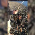 Footage of the two rottweilers involved in an attack on an Autistic man in Winton yesterday