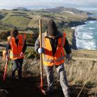 University of Otago student Anna Tarr (left) and fellow volunteer Sophie Briggs take part in  a...