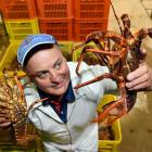 Fiordland Lobster Sawyers Bay factory manager, Garry Broomhall, holds 1kg lobsters which are...