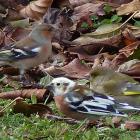 Anyone got any ideas what this bird is? Jim Fraser sent us this photograph, wondering if it is...