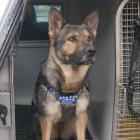 Police dog Targa. Photo: Jessica Wilson