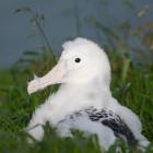 Newly named webcam albatross chick Amiria rests at Taiaroa Head. Photo: DOC