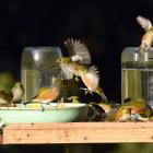 Silvereyes (waxeyes to many) flock to a bird table in Sawyers Bay, where they drink up to six...