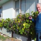 Milton man Colin Weatherall by the 30m grapevine he grew from a cutting. Photos: Gillian Vine