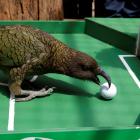 Does it come as any great surprise that a kea is being used to predict the winners of the World...