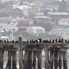 Otago shags gather on Sumpter Wharf, in Oamaru Harbour. Photo: Stephen Jquiery
