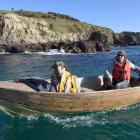 Dan the goat man, from Purakaunui, takes his pet goat Alex around Potato Point to go camping....