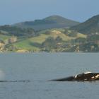 A southern right whale calf spouts while following its mother in Otago Harbour on Saturday. Photo...