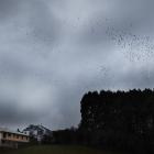 Under lowering skies, a mass of starlings wheel and perform before roosting for the night in a...