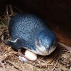 A guarded little blue penguin crouches over the first egg laid at Pilots Beach this season. Photo...