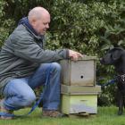 Rene Gloor with a new recruit, Cole, who is being trained to sniff out American foulbrood in bees...
