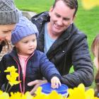 One-year-old Ayla of Dunedin makes her Daffodil Day donation, watched by parents Melissa and...