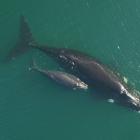 A 15m long right whale and her calf photographed in 2016 by a drone off the subantarctic Auckland...