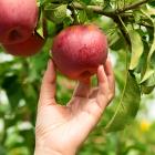 Apple exports are set to soar as new varieties sell for higher prices. Photo: Getty Images