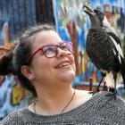 Pie the pet magpie launches into song on the shoulder of her human, Jessica Jack. Photo: Stephen...