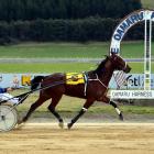 Lindsay Castleton clears maidens in fine style at Oamaru yesterday. Photo: Matt Smith.