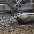 Oamaru's leopard seal appears to have eaten some of Oamaru's other wildlife before settling down...