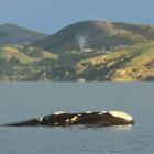 A southern right whale calf spouts while following its mother in Otago Harbour last month. Photo:...