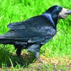 A rook. PHOTO: ORC