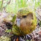 Official spokesbird for conservation and social media influencer, Sirocco. Photos: Jake Osborne 