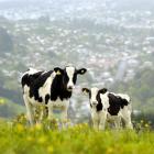 Two bobby calves graze pasture above Northeast Valley, Dunedin. Photo by Gerard O'Brien.