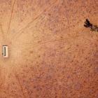 A lone tree stands near a water trough in a drought-effected paddock on the outskirts of Walgett,...