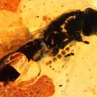 A parasitic wasp millions of years old lies entombed in kauri amber. It was one of many specimens...