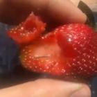 A contaminated strawberry in Australia. Photo: YouTube