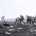 A team picking up their harvest of dead rabbits after a night's poisoning in the Mackenzie...