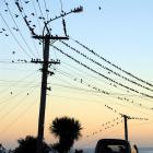 Dunedin boutique electricity retailer Payless Energy moving up the ranks; pictured, starlings on...
