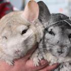 Chinchillas Willow and Gizmo at East Road Pets in Invercargill. 