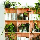 Books and indoor plants. Photos: Supplied 