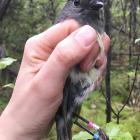 One of the South Island robins University of Otago researcher Helen Taylor studied on Adele...