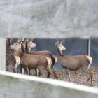 The deer industry, along with dairy, beef and sheep, has welcomed the new animal welfare...