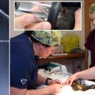 Wildlife veterinary surgeon Dr Lisa Argilla (left), wildlife veterinary nurse Emily Brewer ...