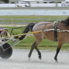 Taylah Johnston, of Dunedin, takes her first harness drive at Forbury Park Trotting Club in...