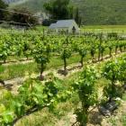 The  vineyard of Waitiri Creek, Gibbston. New Zealand winegrowers are anticipating another record...