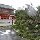 A tree damaged by Typhoon Jebi is seen in front of Heian Shrine in Kyoto. Photo: Reuters