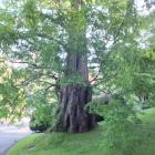 This dawn redwood (Metasequoia glyptostroboides) at Tupare, in Taranaki, is one of New Zealand's...