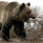 There are an estimated 15,000 grizzly bears in British Columbia. Photo: Reuters