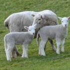 Lamb prices are expected to remain healthy over the rest of the season.  Photo: Linda Robertson