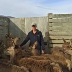 Lachie Mee works with deer at Coleridge Downs. Photo: Supplied