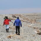 Dr Chris Lalas and Rosalie Goldsworthy search at the Waitaki River mouth, where Otago shags have...