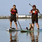 Peter  Kennett and his daughter Kate  paddleboard in Otago Harbour with Podge the dog yesterday....