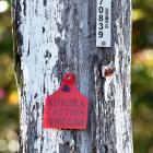 A red-tagged pole due for replacement. Photo: ODT