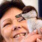 Sue Cook, of Bird Rescue Dunedin, holds the paradise duckling thrown from a vehicle on Sunday....